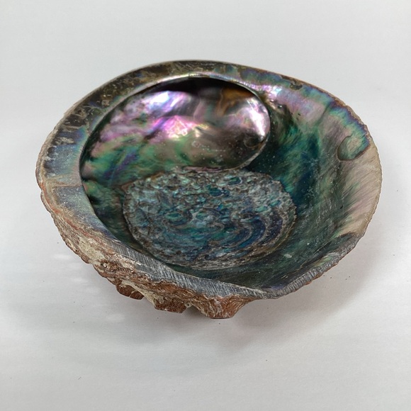 Green Abalone Sea Shell One Side Polished Natural Beach Craft 5.5" X 4.25" - Picture 2 of 15
